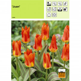 Tulipe Juan