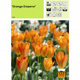 Tulipe Orange Emperor