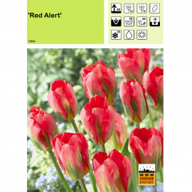 Tulipe Red Alert