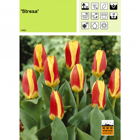 Tulipe Stresa