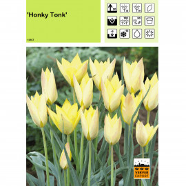 Tulipe Honky Tonk