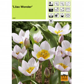 Tulipe Lilac Wonder