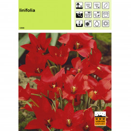 Tulipe Linifolia