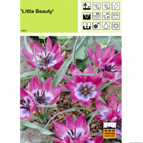 Tulipe Little Beauty