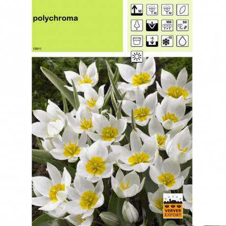 Tulipe Polychroma
