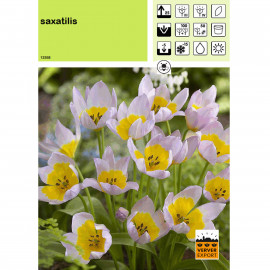 Tulipe Saxatilis