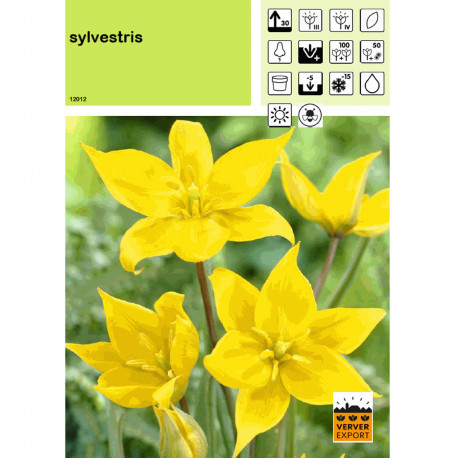 Tulipe Sylvestris