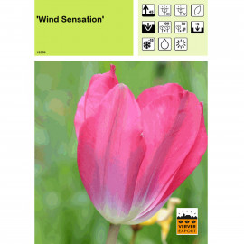 Tulipe Wind Sensation