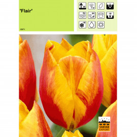 Tulipe Flair
