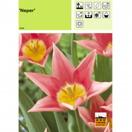 Tulipe Neper
