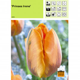 Tulipe Princess Irene
