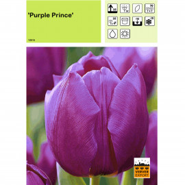 Tulipe Purple Prince