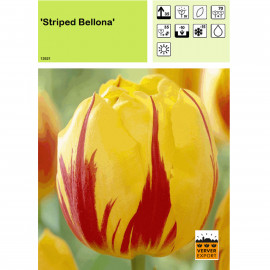 Tulipe Striped Bellona