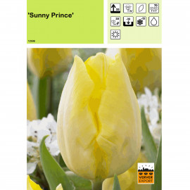Tulipe Sunny Prince