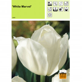 Tulipe White Marvel