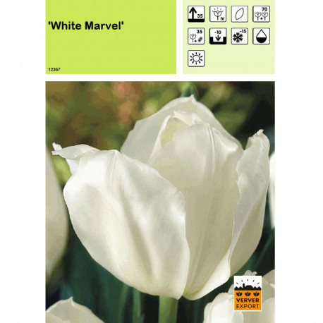 Tulipe White Marvel Tulipe White Marvel