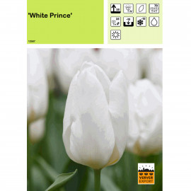 Tulipe White Prince