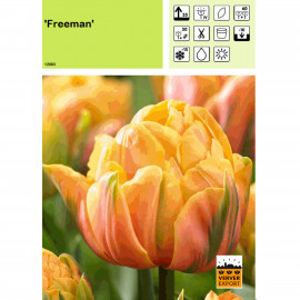 Tulipe Freeman