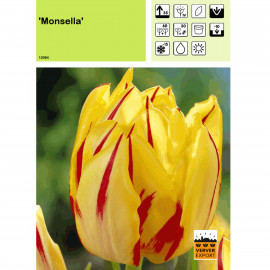Tulipe Monsella