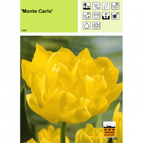 Tulipe Monte Carlo