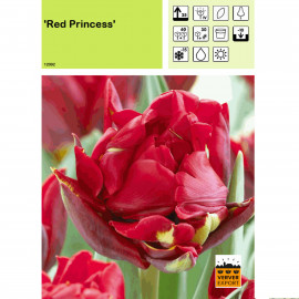 Tulipe Red Princess