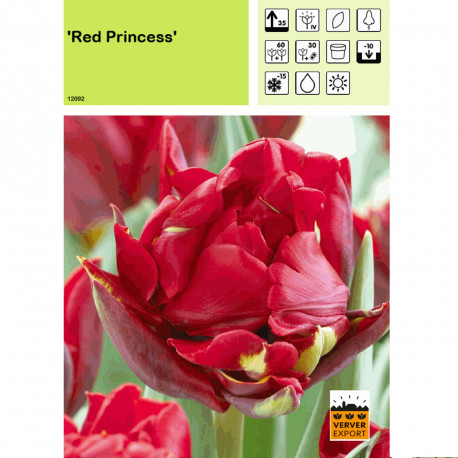 Tulipe Red Princess