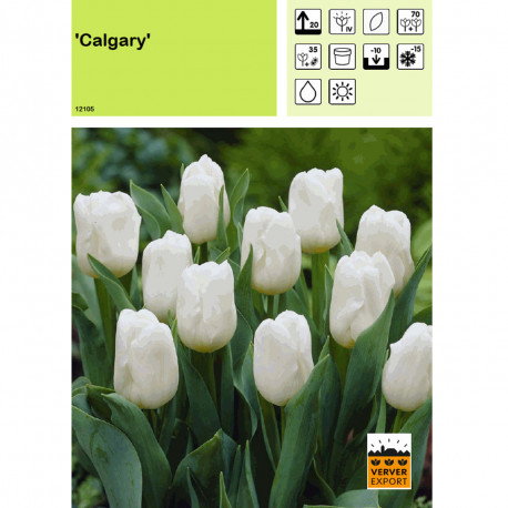 Tulipe Calgary