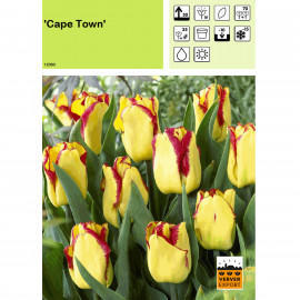 Tulipe Cape Town