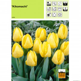 Tulipe Kikomachi