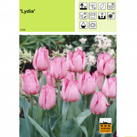 Tulipe Lydia