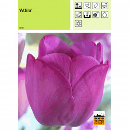 Tulipe Attila