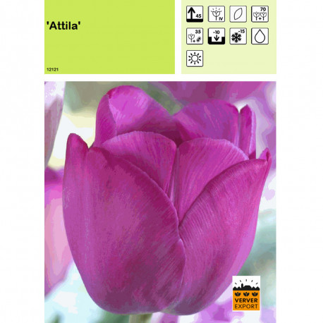 Tulipe Attila