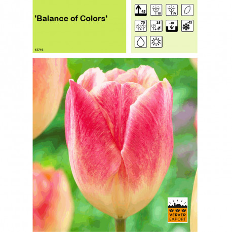 Tulipe Balance of Colors