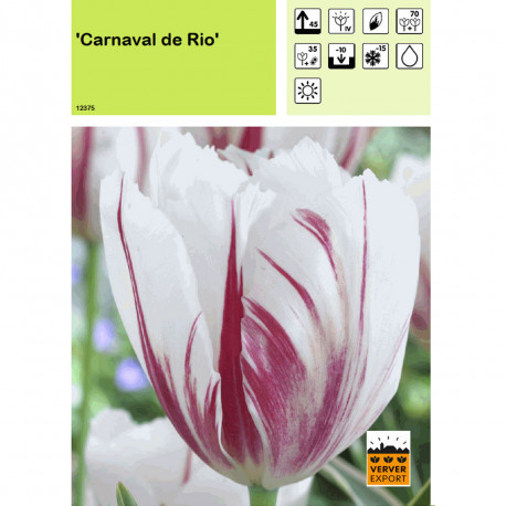 Tulipe Carnaval de Rio