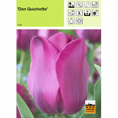 Tulipe Don Quichotte