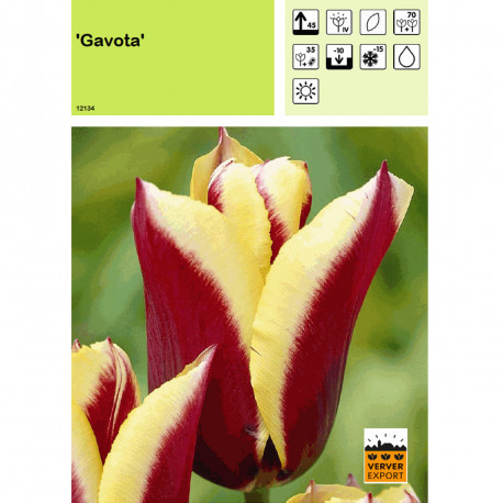 Tulipe Gavota