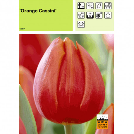Tulipe Orange Cassini