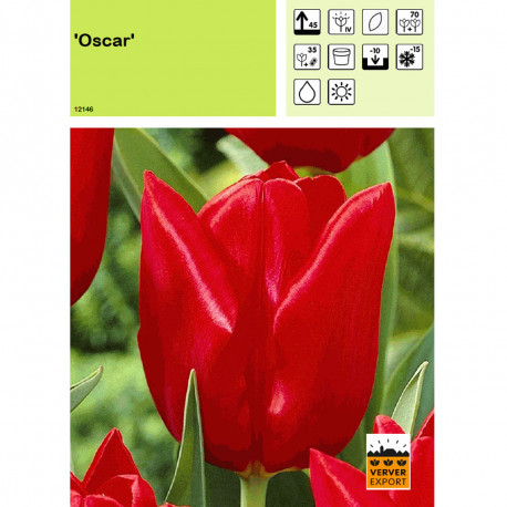 Tulipe Oscar