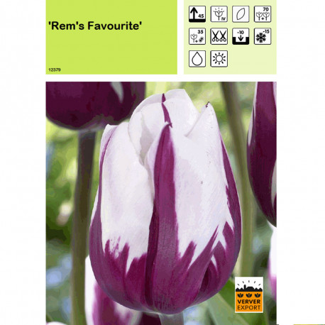 Tulipe Rem's Favourite