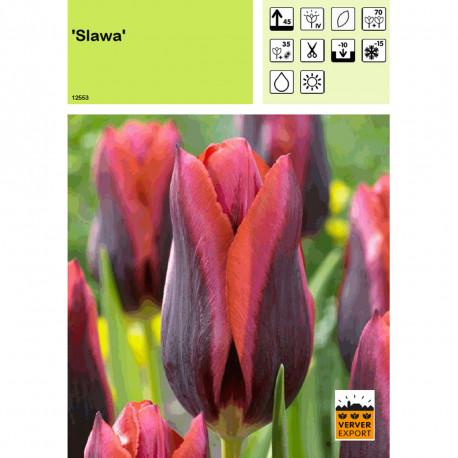 Tulipe Slawa