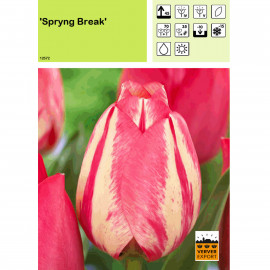 Tulipe Spryng Break