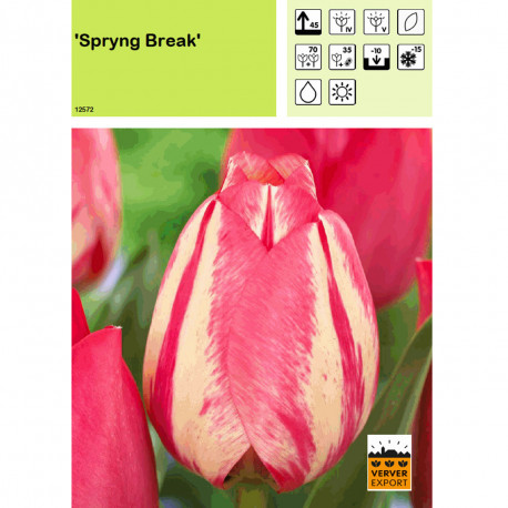 Tulipe Spryng Break