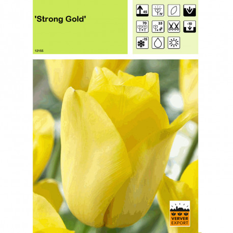 Tulipe Strong Gold