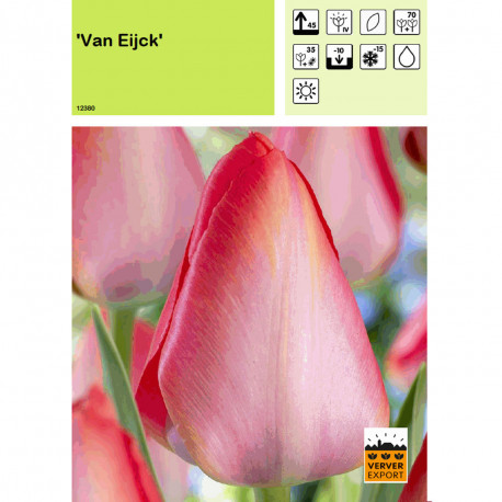 Tulipe Van Eijck