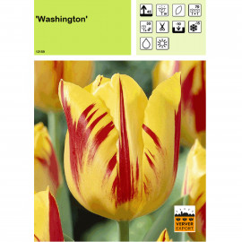 Tulipe Washington