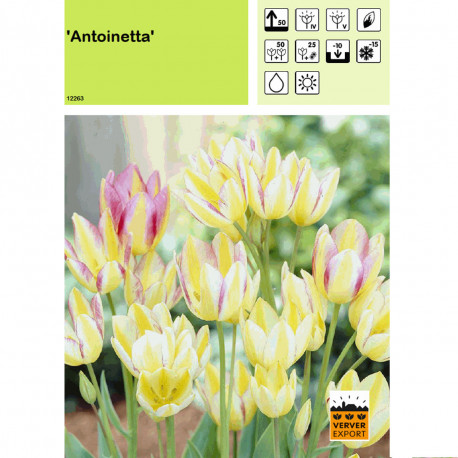 Tulipe Antoinetta