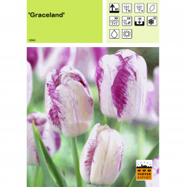 Tulipe Graceland