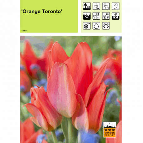 Tulipe Orange Toronto