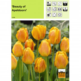 Tulipe Beauty of Apeldoorn