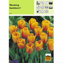 Tulipe Blushing Apeldoorn